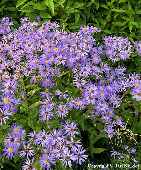 Eurybia x herveyi 'Twilight', asteri